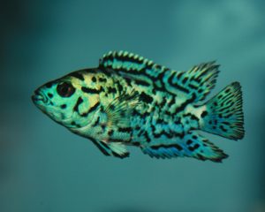 Cichlid