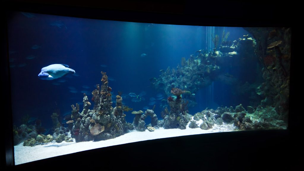 large-aquarium