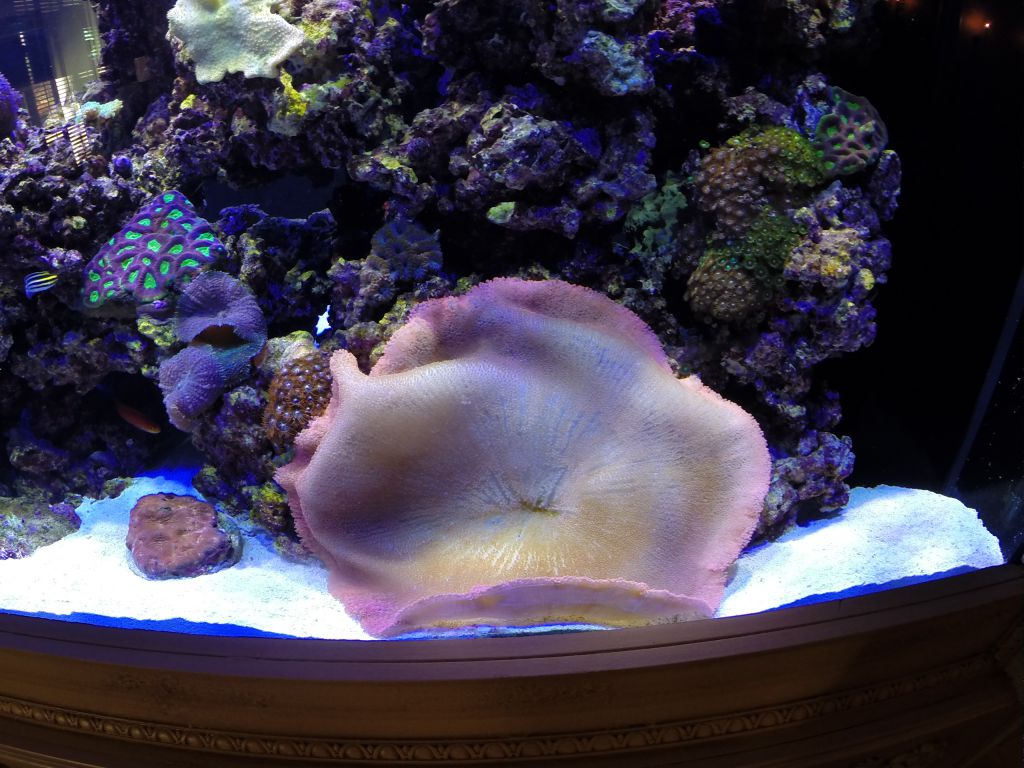 aquarium 34