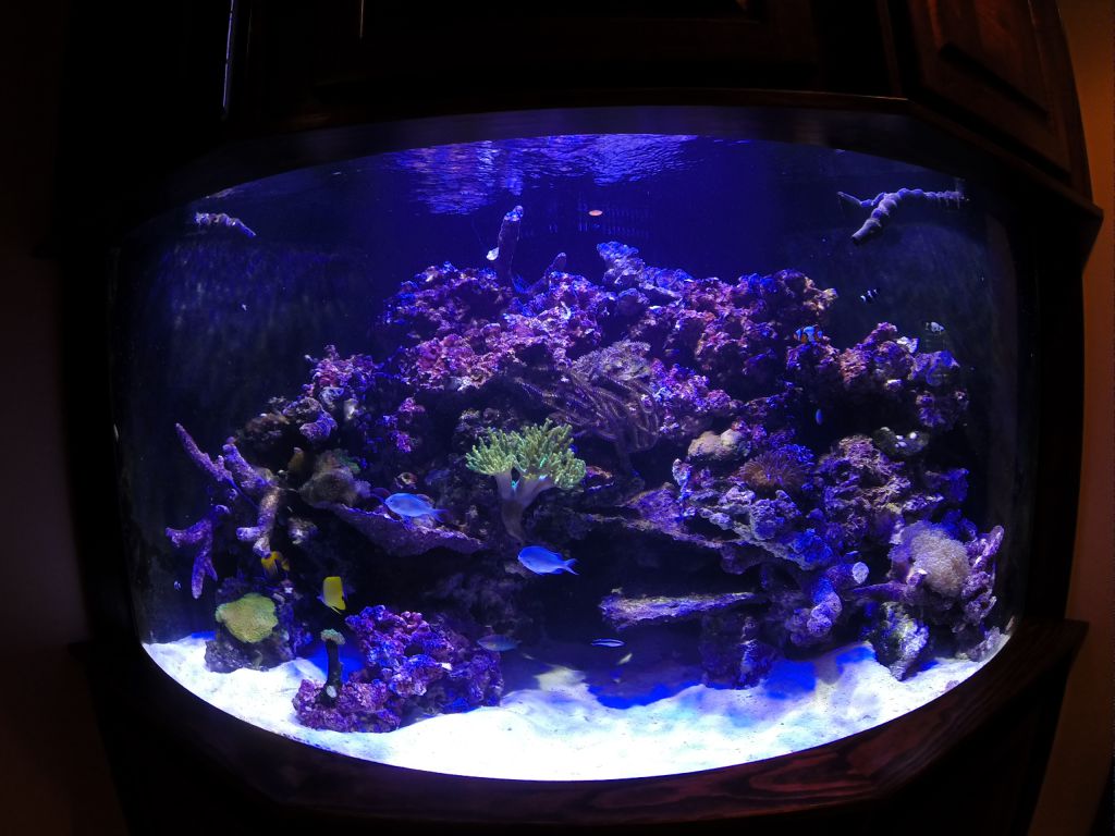 aquarium 41