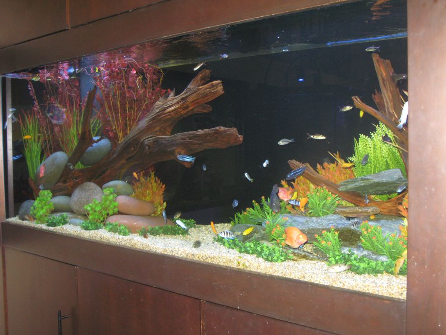 aquarium 49