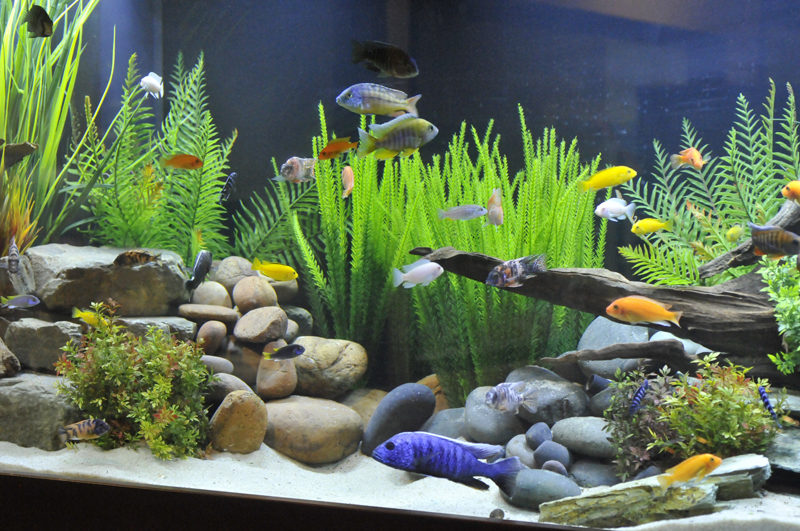 Are Fake Plants Good to Use in an Aquarium?