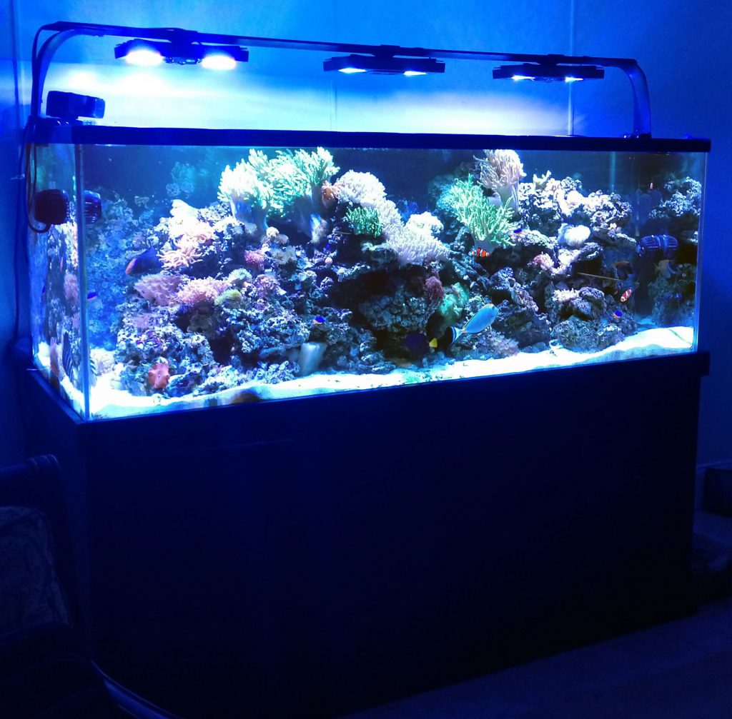 Aquarium Maintenance and Management Services