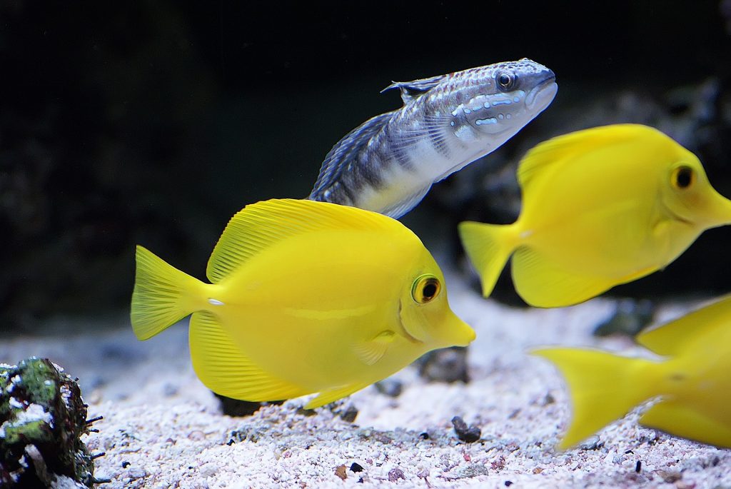 Tropical Fish gravel bottom of saltwater tank aquarium