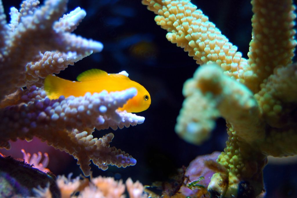 Build Your Aquarium Around Your Fish